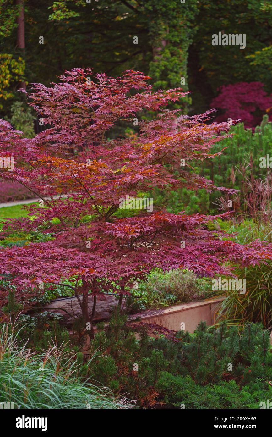 Fuoco giapponese macchia acero palmatum Acer. Fogliame autunnale rosso su fondo verde naturale Foto Stock