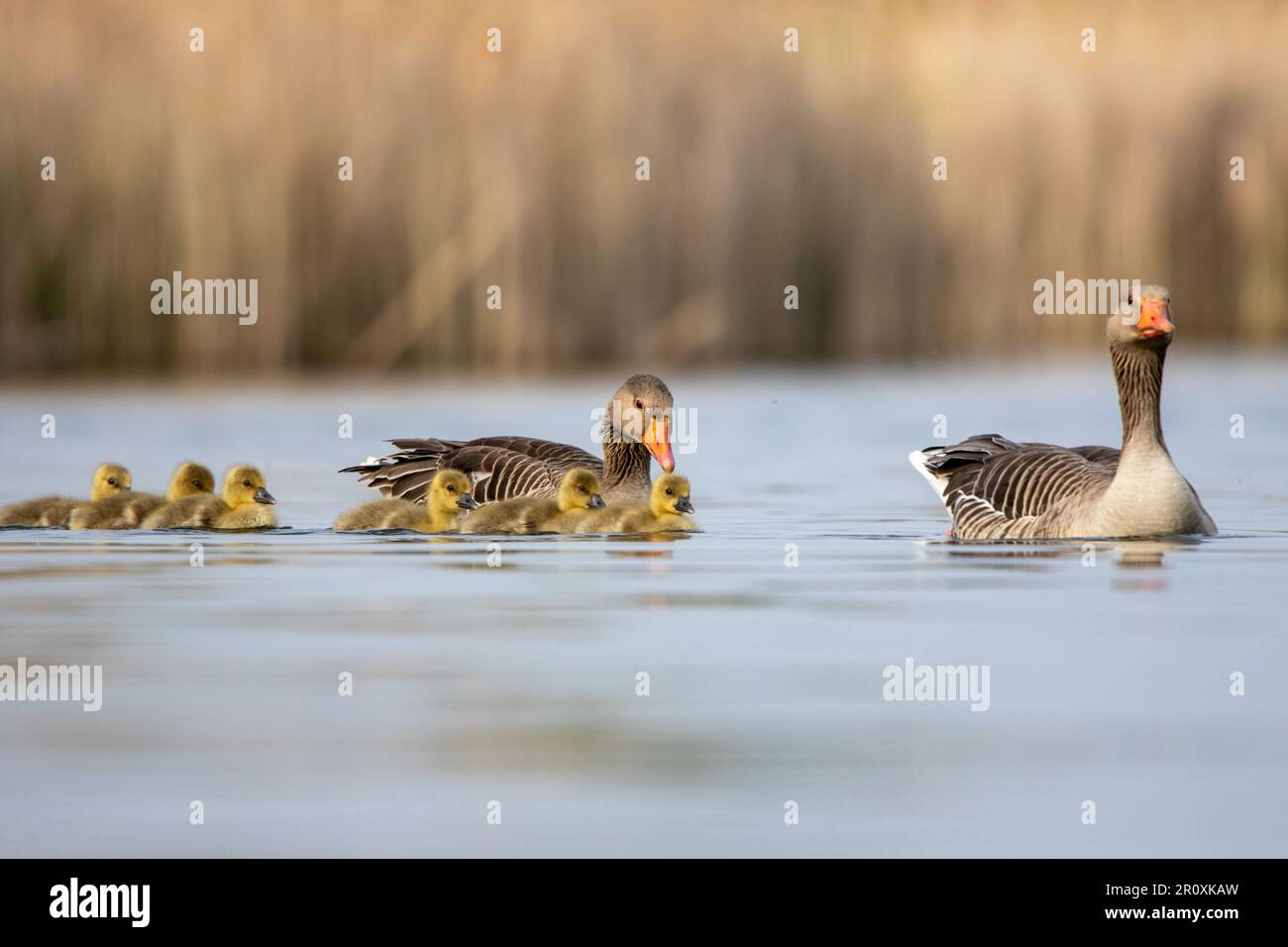 Una famiglia di anatre che nuotano in laghetto con vibranti becchi gialli visibili Foto Stock