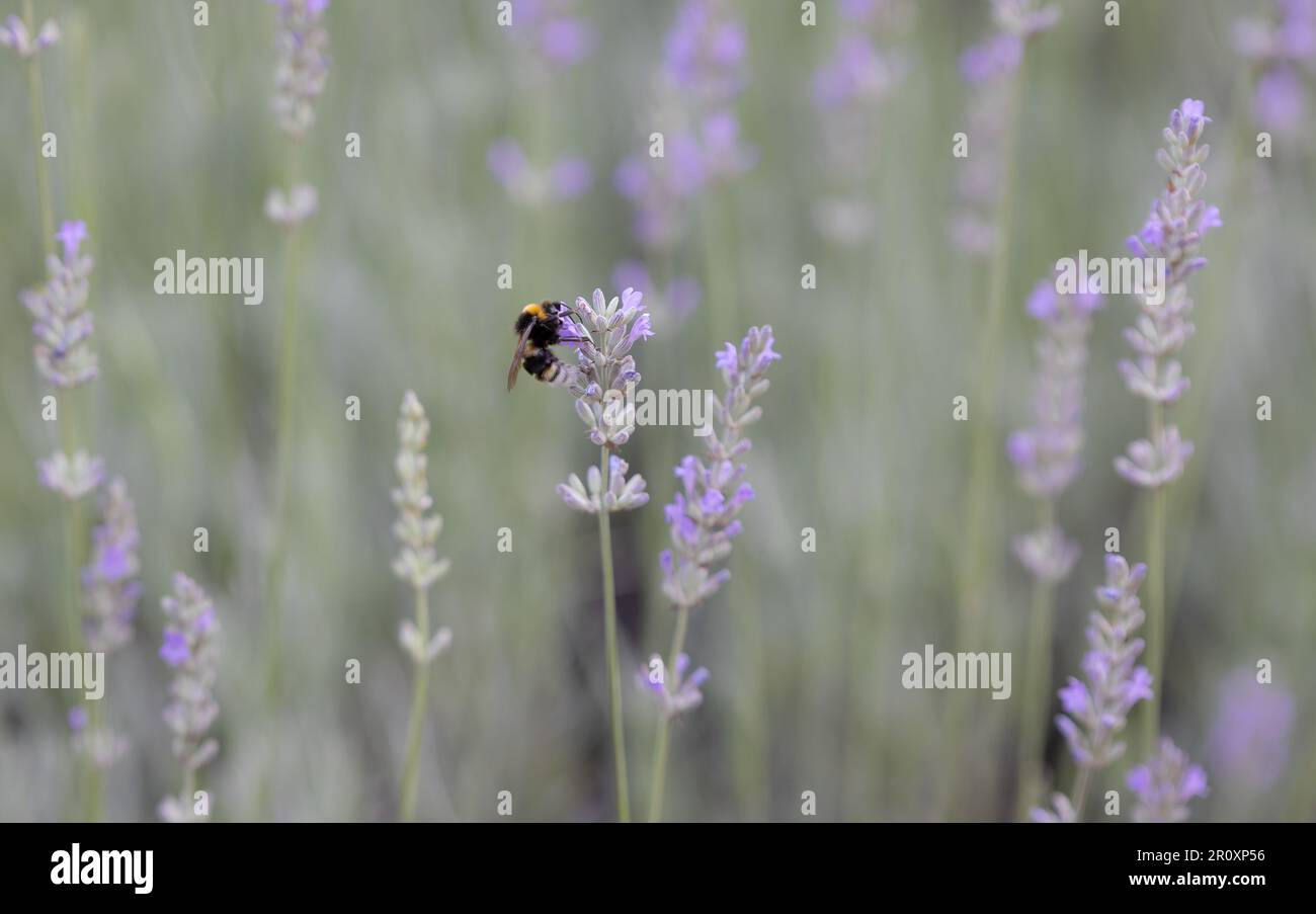 Un'ape bombata su una lavanda. Campo di lavanda. Ora legale. Raccolta del polline. Foto Stock