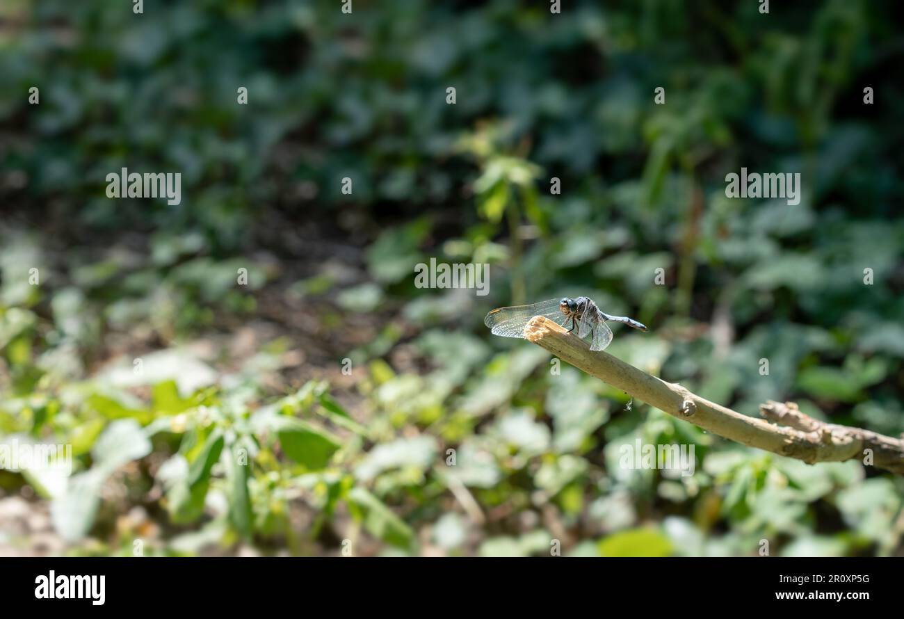 Primo piano di una libellula imperatore blu (Anax imperator). Prendere il sole su un ramo. Foto Stock
