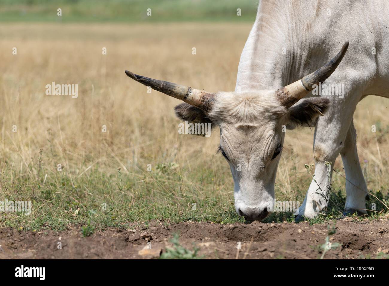 Pascolo di bovini grigi ungheresi (Bos primigenius taurus hungaricus) sul campo. Foto Stock