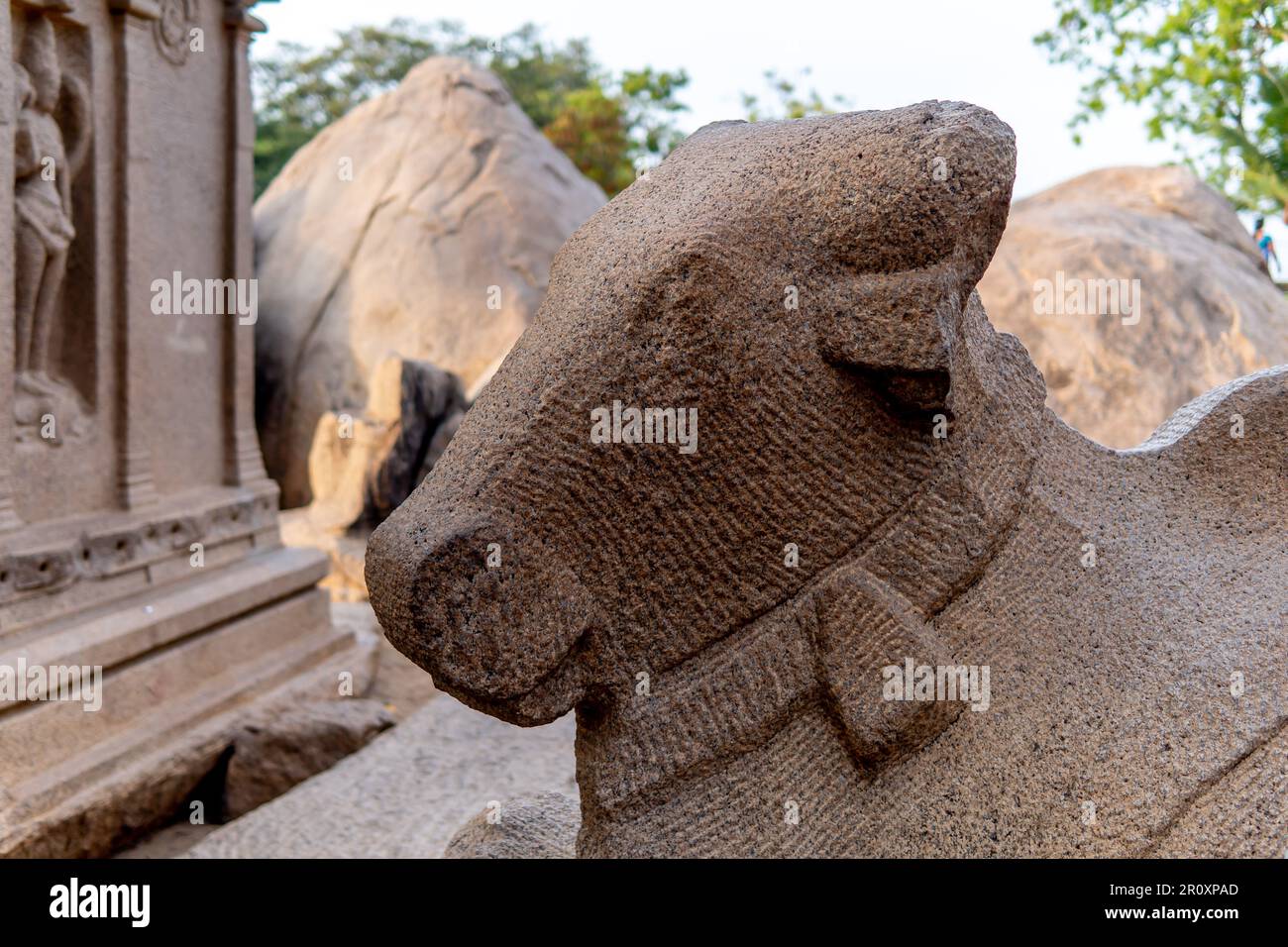Grande dio nandhi in un tempio sulla costa vicino a Mahabalipuram. Foto Stock