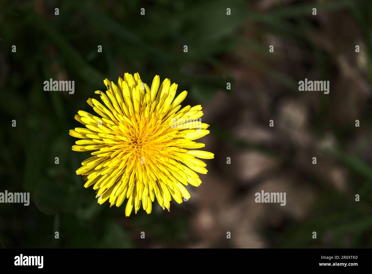 Primo piano vista dall'alto verso il basso di un fiore di dente di leone tra erba scura in un campo di primavera rurale Foto Stock