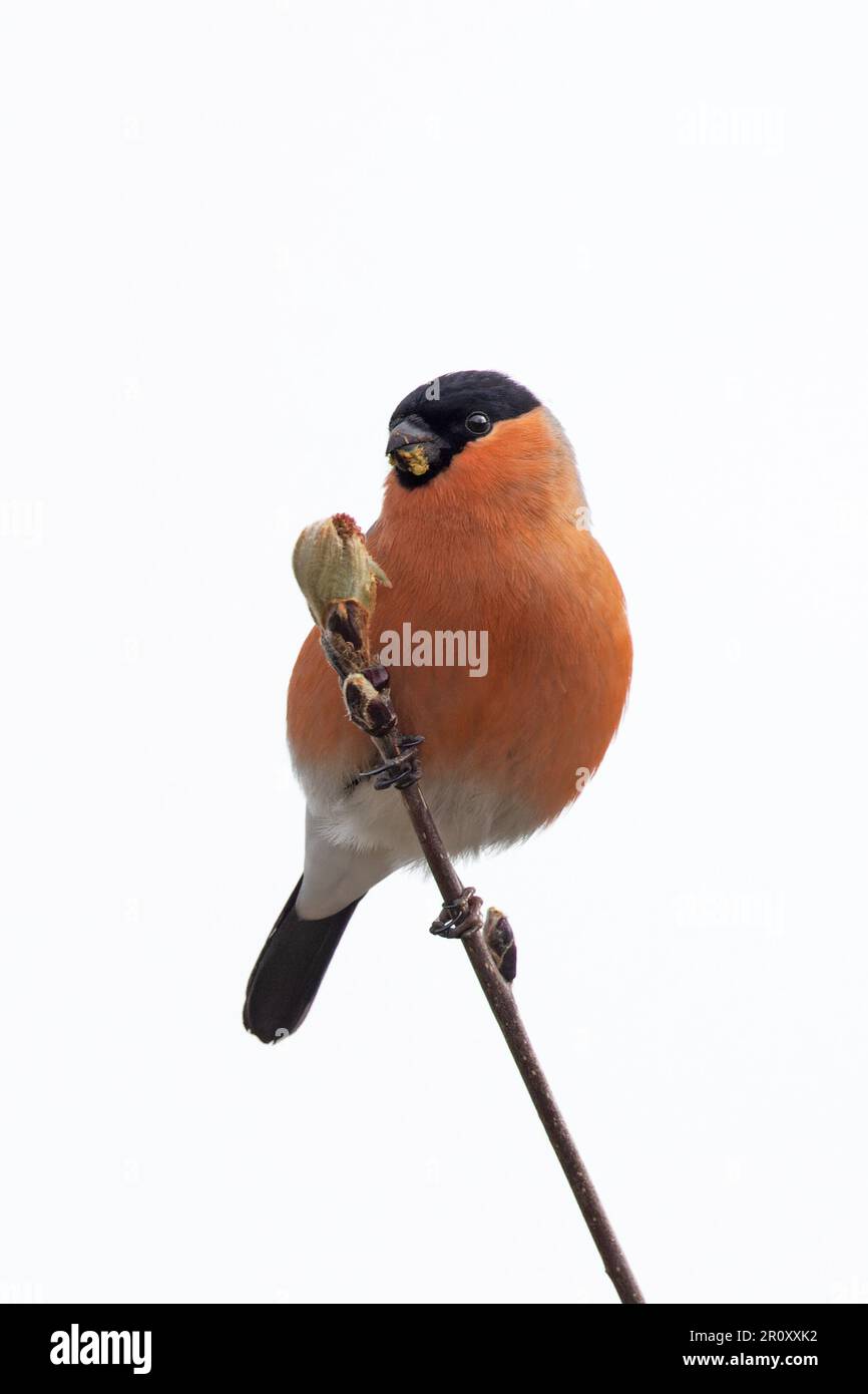 Bullfinch (Pyrhula pirrhula) maschio mangiare Rowen albero (Sorbus aucuparia) germogli di foglie Highland UK GB aprile 2023 Foto Stock
