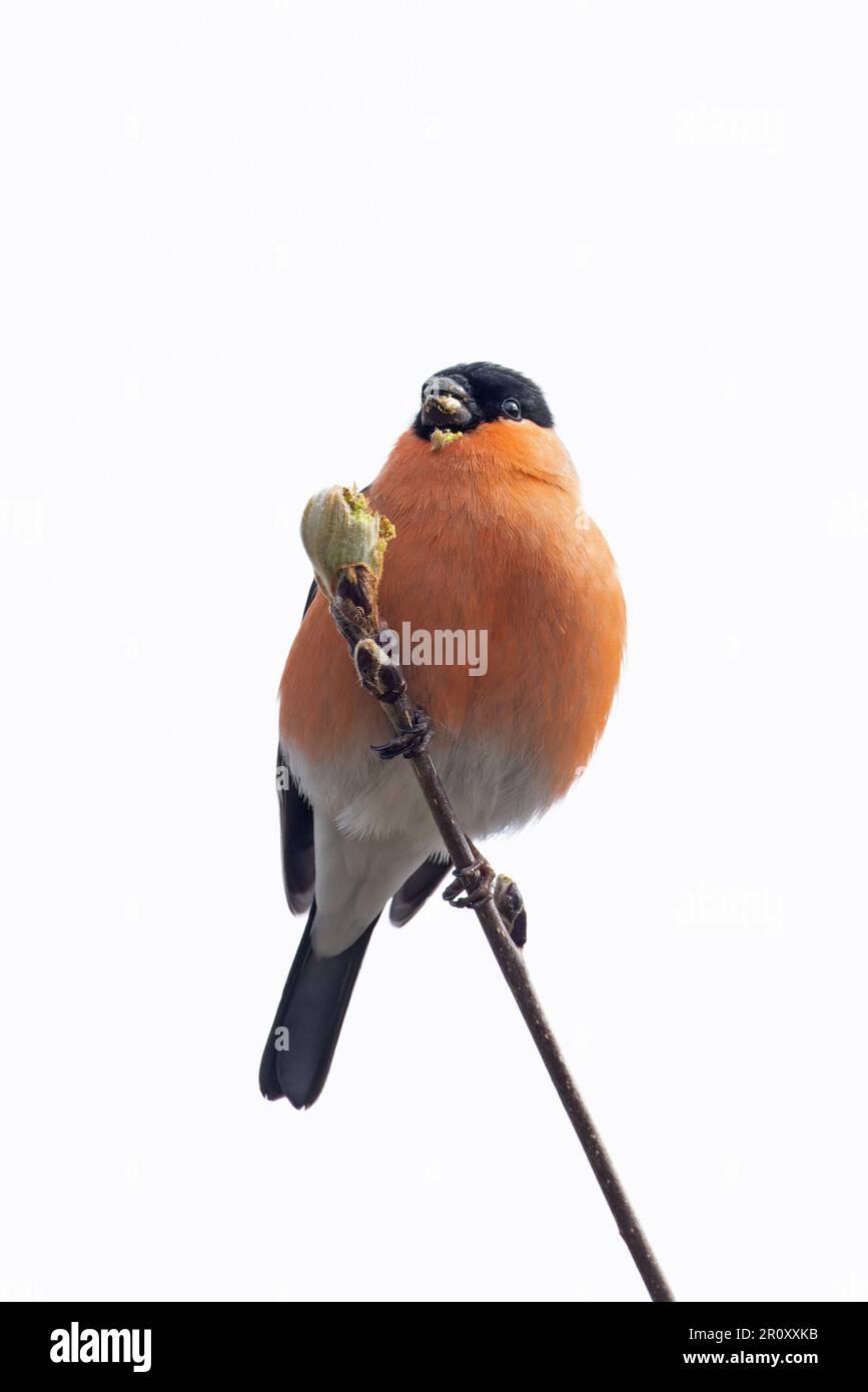 Bullfinch (Pyrhula pirrhula) maschio mangiare Rowen albero (Sorbus aucuparia) germogli di foglie Highland UK GB aprile 2023 Foto Stock
