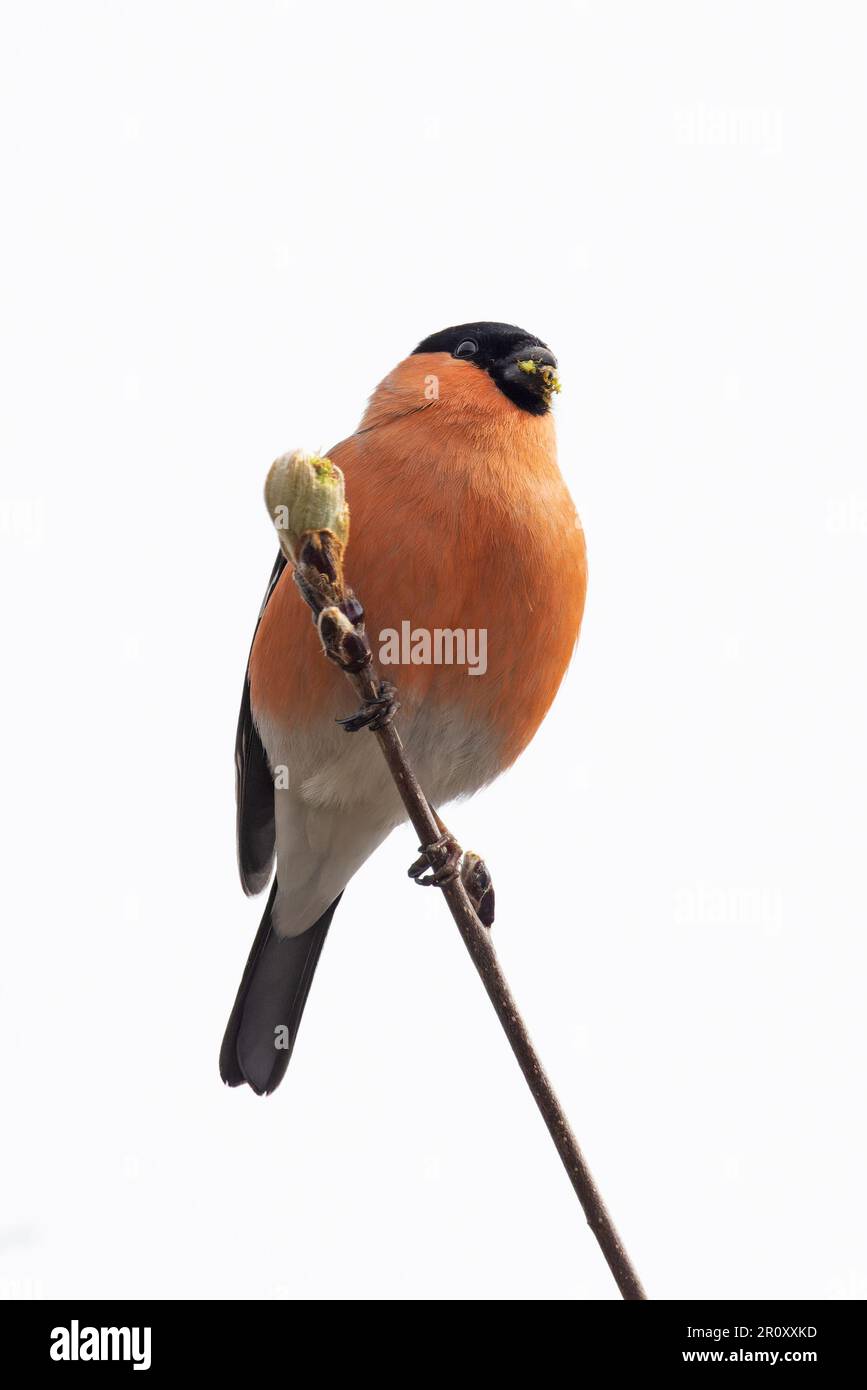 Bullfinch (Pyrhula pirrhula) maschio mangiare Rowen albero (Sorbus aucuparia) germogli di foglie Highland UK GB aprile 2023 Foto Stock