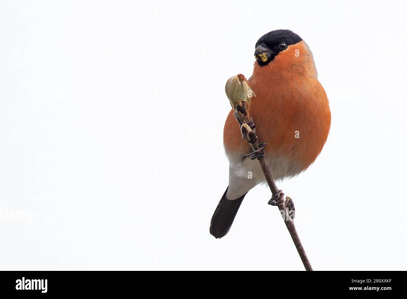Bullfinch (Pyrhula pirrhula) maschio mangiare Rowen albero (Sorbus aucuparia) germogli di foglie Highland UK GB aprile 2023 Foto Stock