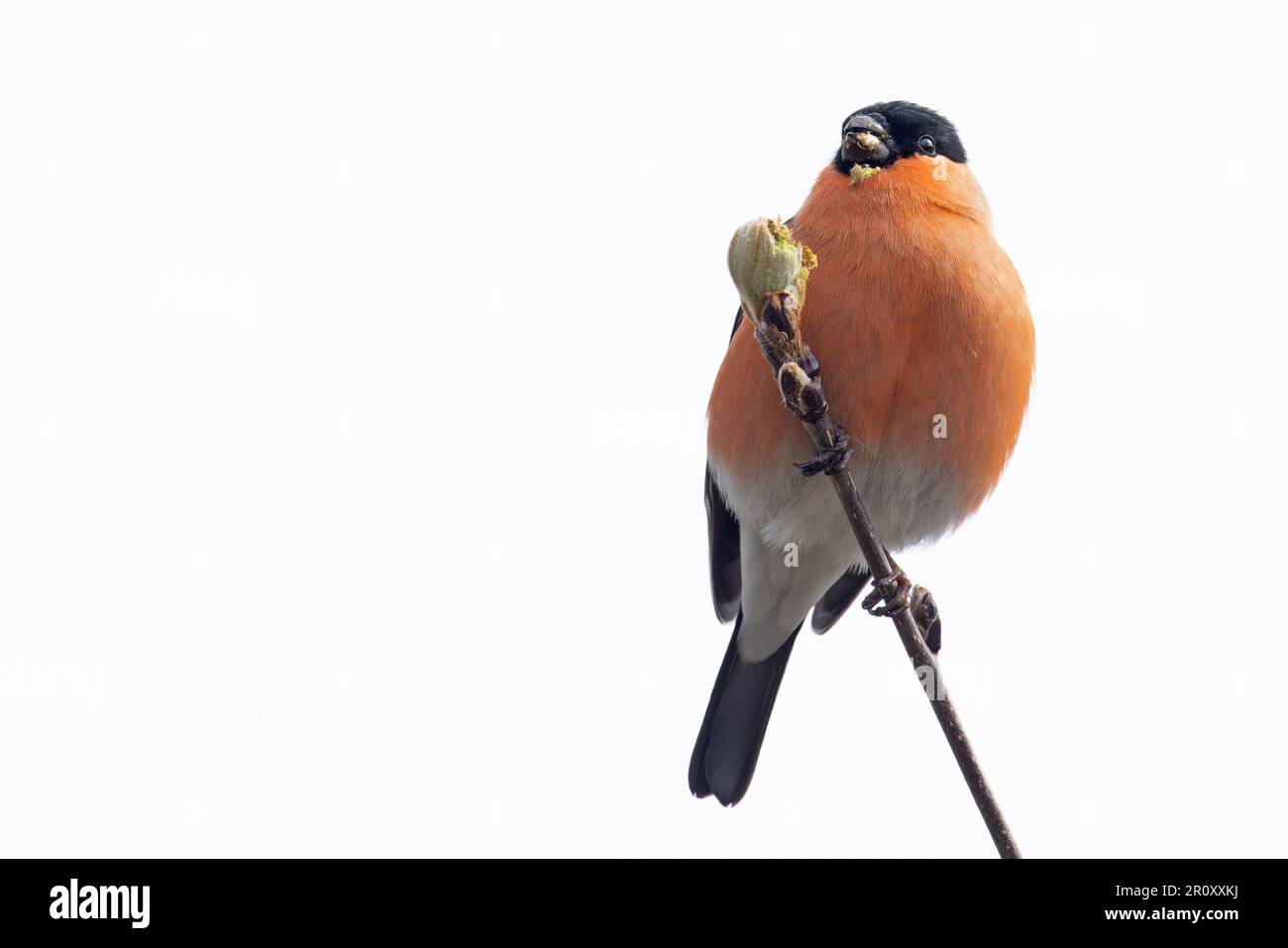 Bullfinch (Pyrhula pirrhula) maschio mangiare Rowen albero (Sorbus aucuparia) germogli di foglie Highland UK GB aprile 2023 Foto Stock
