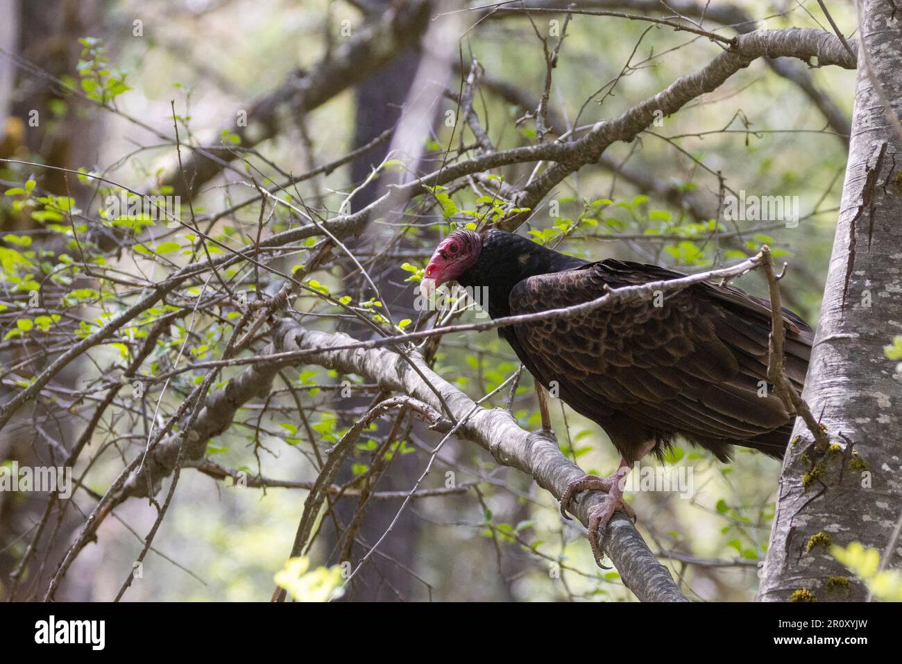 Tacchino avvoltoio (Cathartes aura) arroccato in un albero in una giornata di sole in Shasta County California, USA. Foto Stock