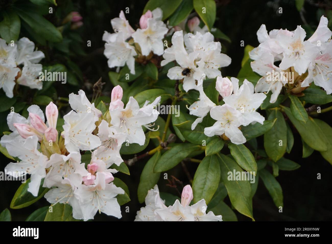 Fiori di rododendrun rosa piuttosto chiaro Foto Stock