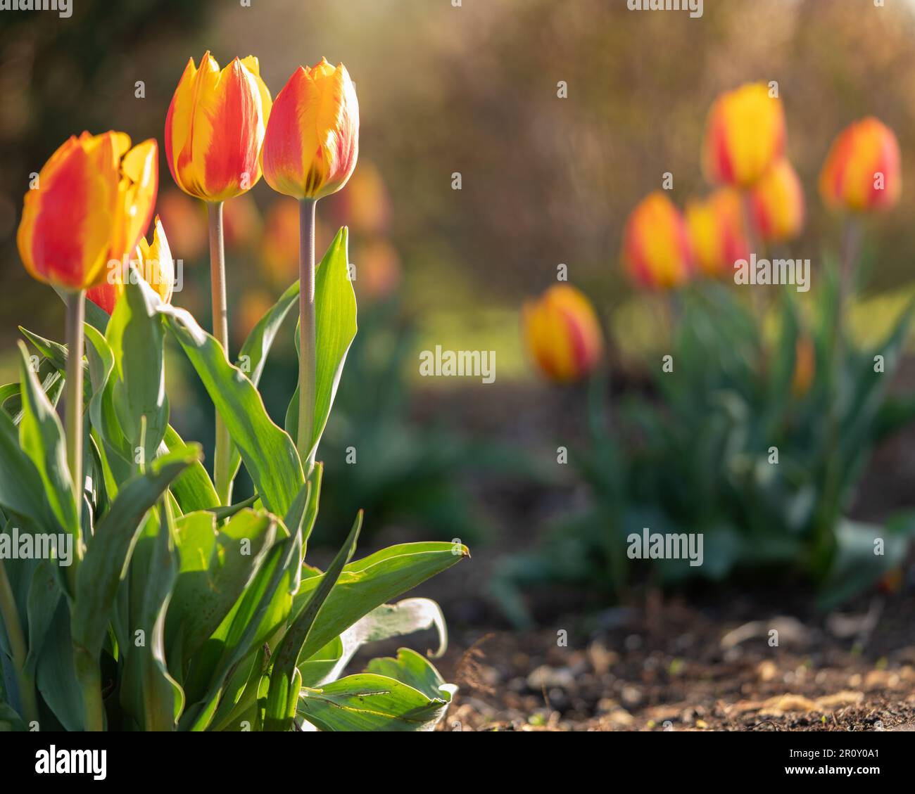 Bellissimi bulbi di tulipano arancione, giallo e rosso piantati in un giardino al Chinguacousy Park a Brampton, Ontario, Canada. Foto Stock