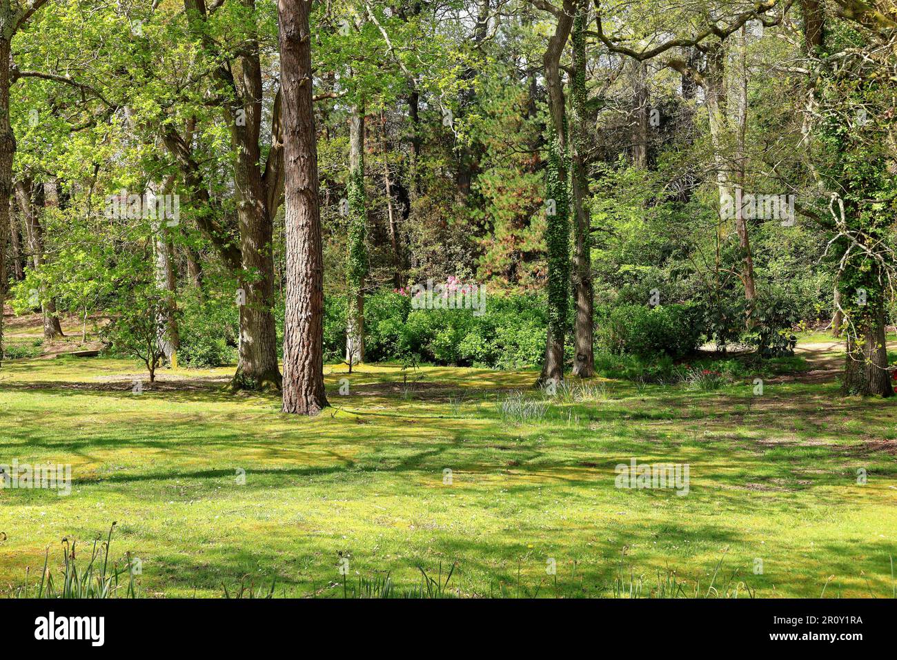 Erba woodlnad glade in primavera sole con rododendri rosa Foto Stock
