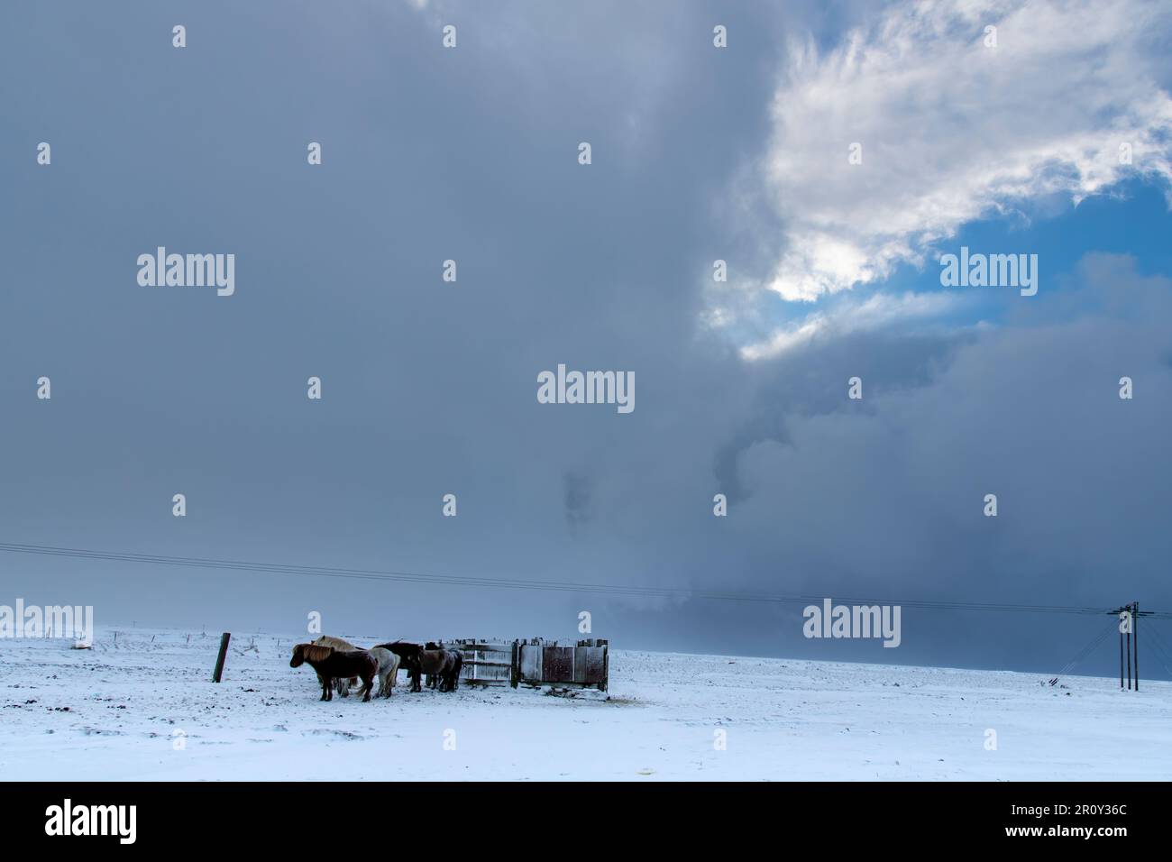 Vista di alcuni tipici cavalli islandesi in piedi in un paesaggio innevato di fronte ad alcuni semplici recinti di riparo con nuvole di neve scura nel cielo Foto Stock