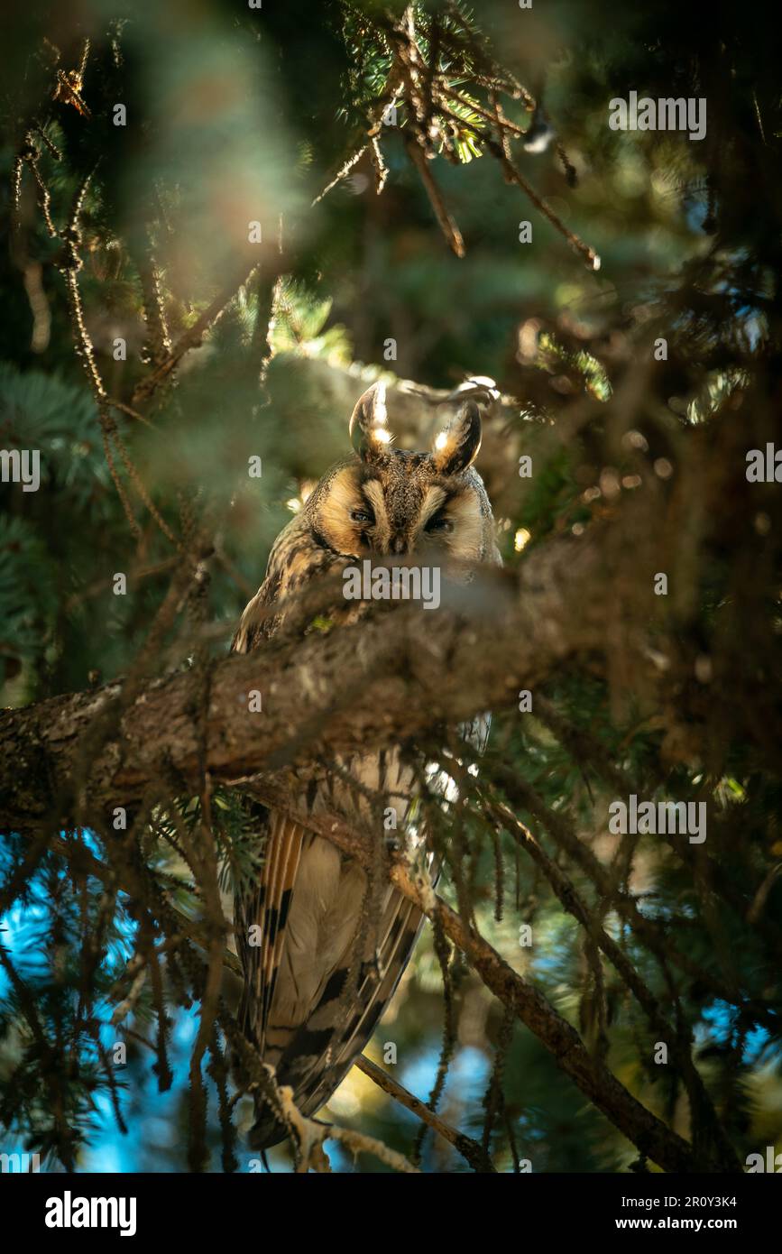 Gufo dalle orecchie lunghe (Asio otus). Questo genere di gufo gradisce vivere vicino dalla gente nel tempo di inverno. Loro più facile trovare qualsiasi cibo in villaggi, piccole città. Ho preso th Foto Stock