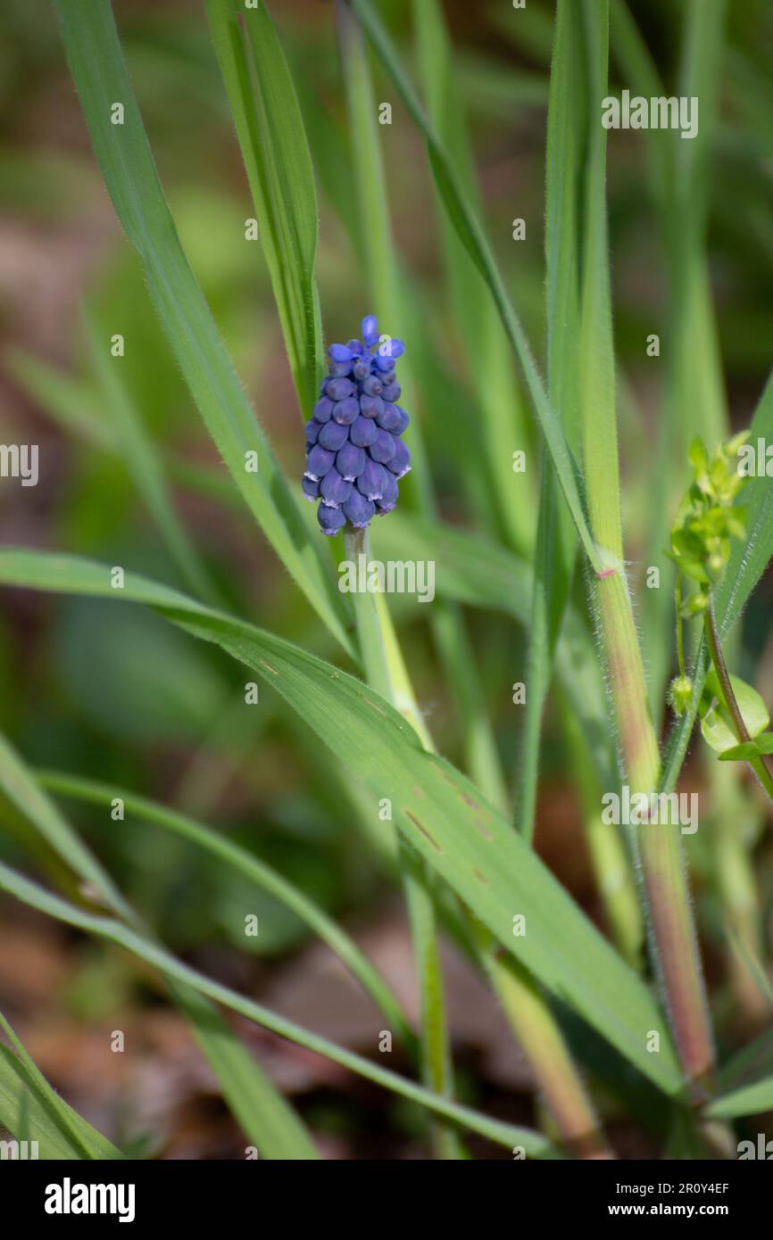 Fiore selvatico giacinto blu Foto Stock