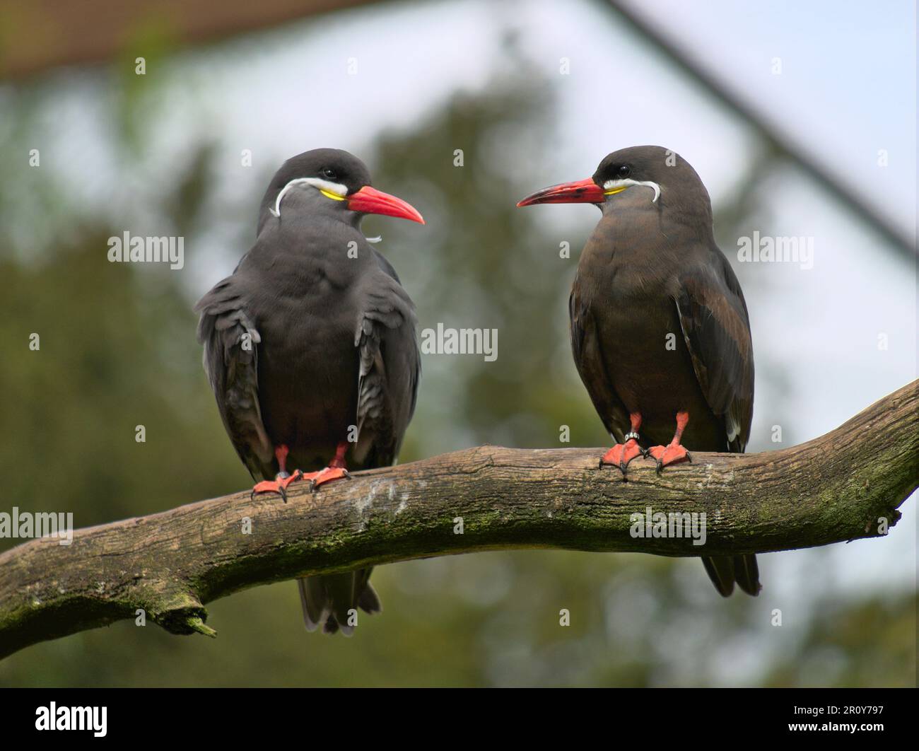 Due Inca terns (Larosterna inca) su un ramo morto che si guarda l'un l'altro. Maggio 2023, Walsrode Germania. Foto Stock