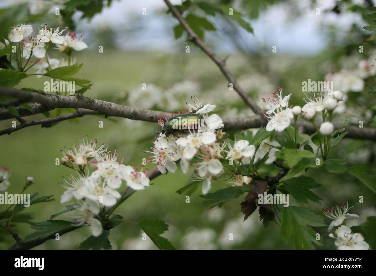 Pianta migliore del biancospino comune per il disordine di cuore Foto Stock