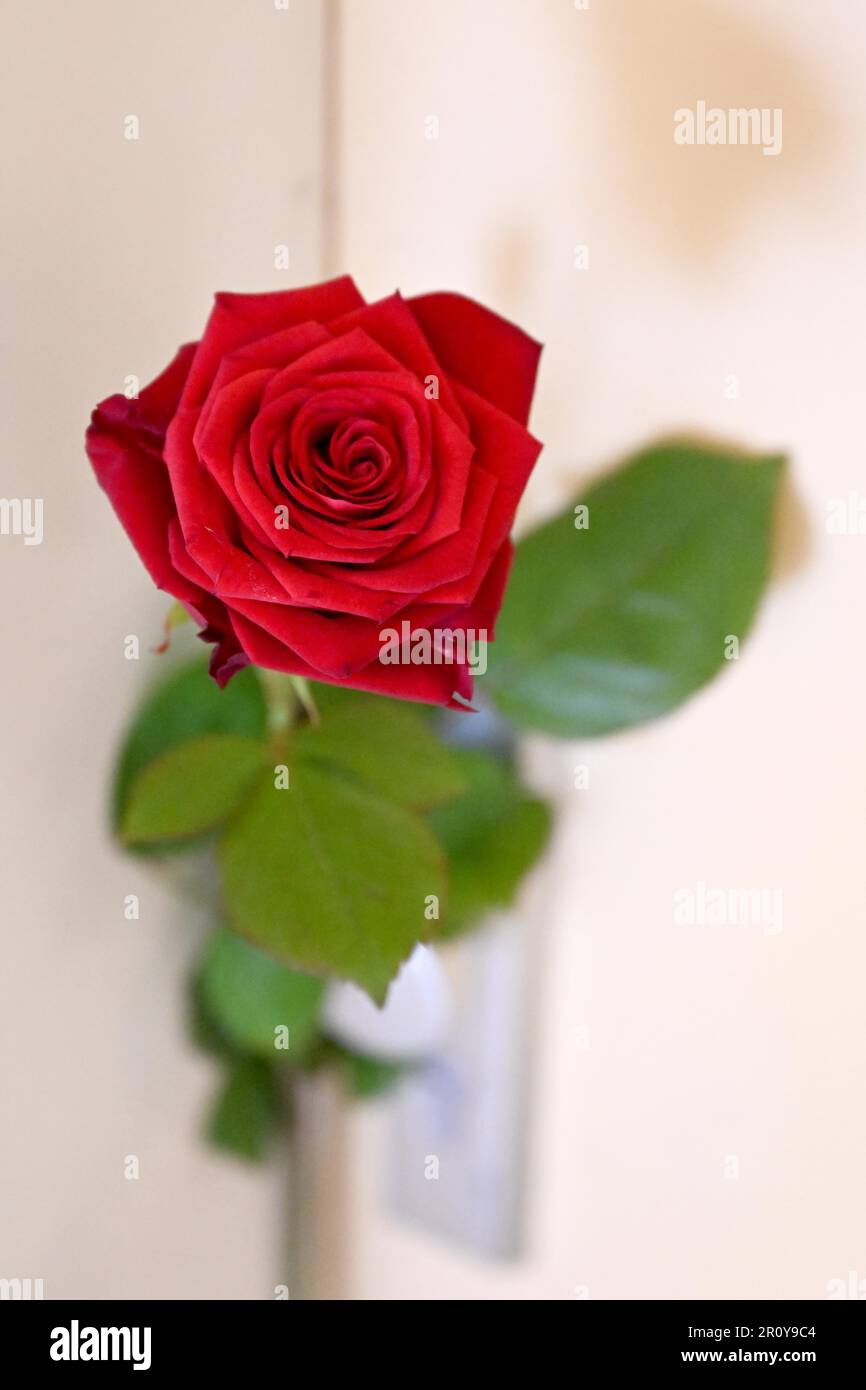 Monaco, Germania. 10th maggio, 2023. Una rosa è bloccata su una porta di casa. Domenica 14 maggio 2023 è la festa della mamma. Credit: Felix Hörhager/dpa/Alamy Live News Foto Stock