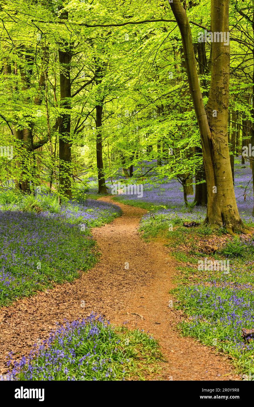 Bluebells a Kings Woods, Challock vicino Ashford, Kent, Inghilterra Foto Stock