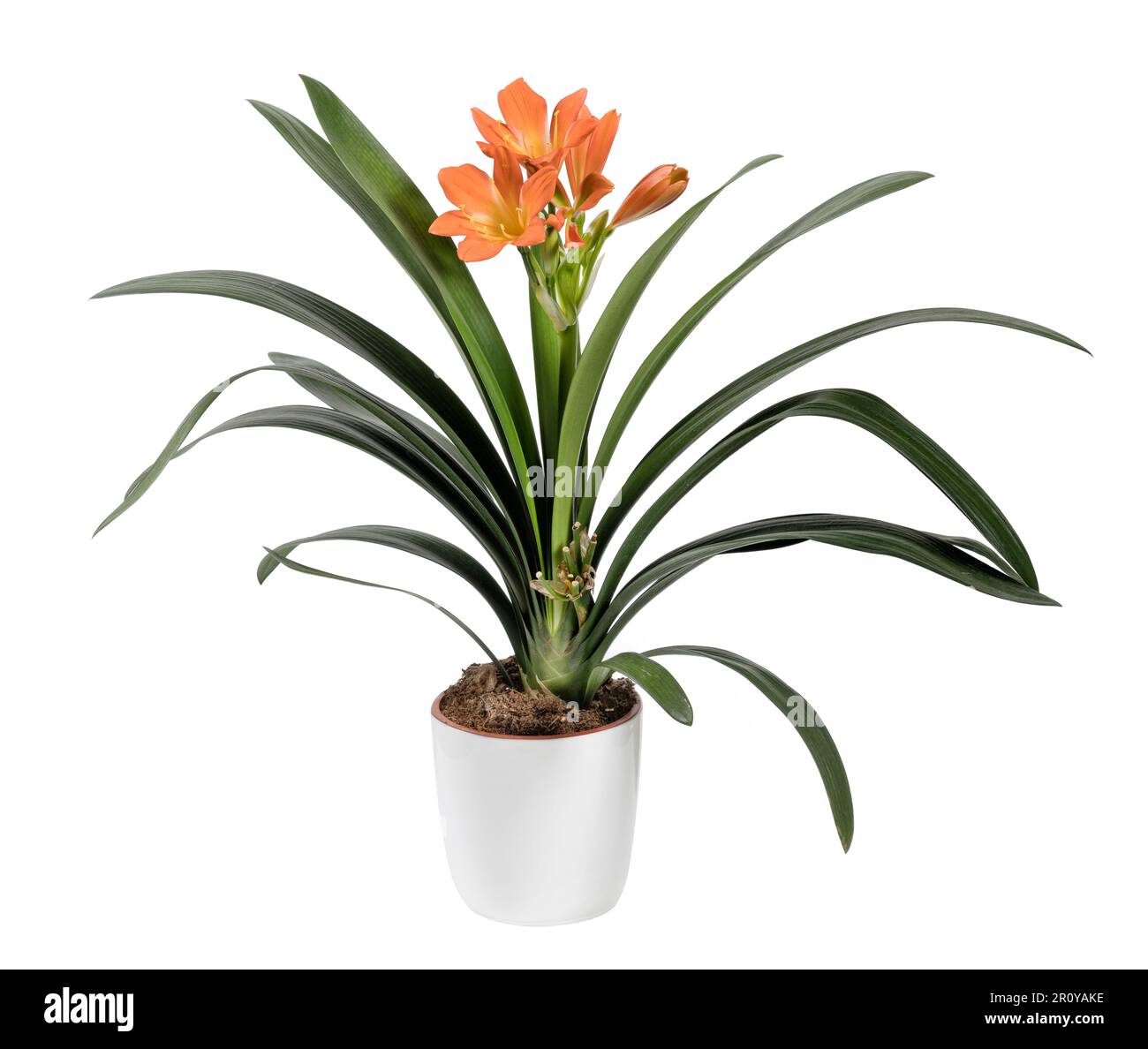Fiore miniata arancione brillante con sottili foglie verdi in vaso di ceramica isolato su sfondo bianco Foto Stock