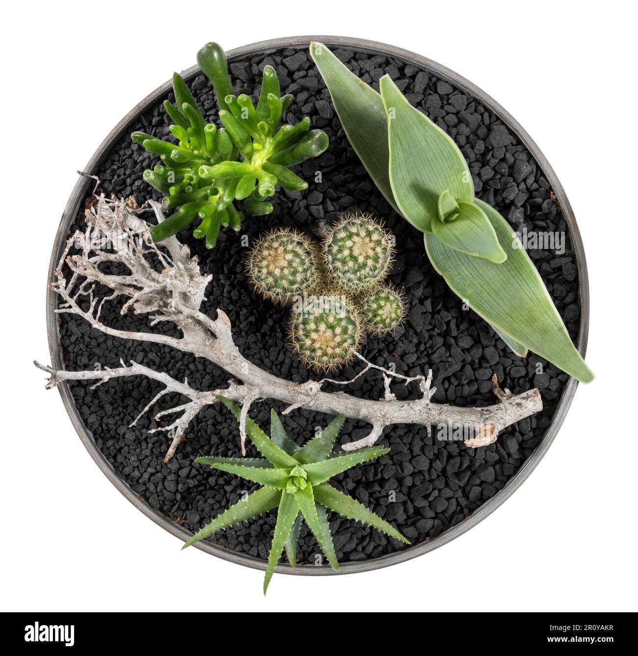 Vista dall'alto di cactus verde e aloe con altri succulenti e ramo secco vegetando in pentola isolato su sfondo bianco Foto Stock