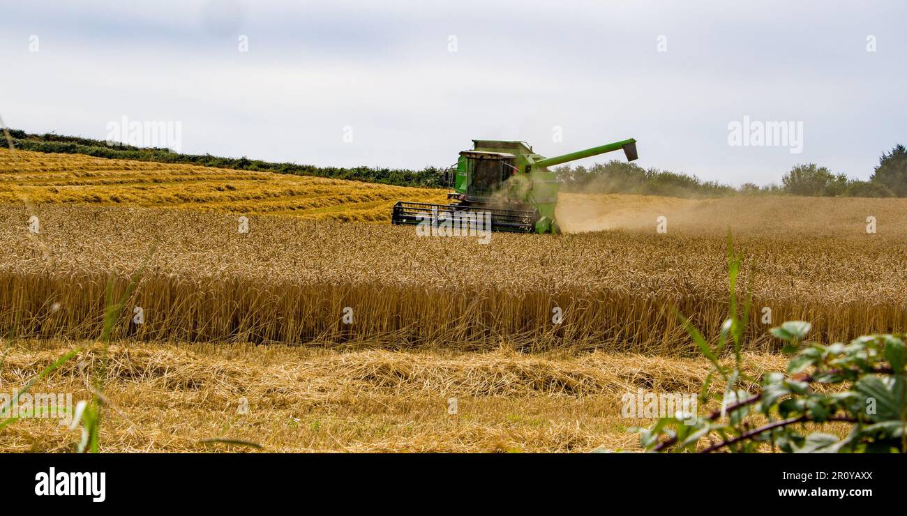 Una trebbiatrice mietitrebbia verde trebbia segale nel campo. Lavori agricoli per la raccolta di prodotti a base di cereali. Foto Stock