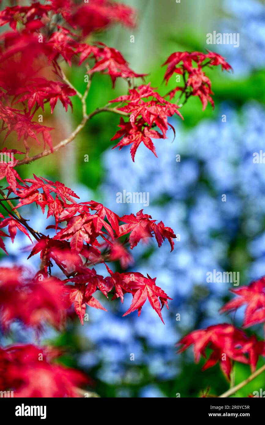 Fogliame di foglie di acer rosso su uno sfondo di fiori di fuoco morbido blu Foto Stock