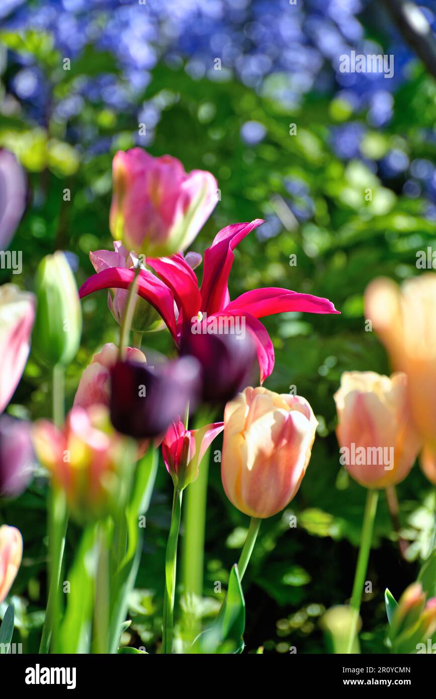 Primo piano di un letto da giardino misto di tulipani fioriti Foto Stock