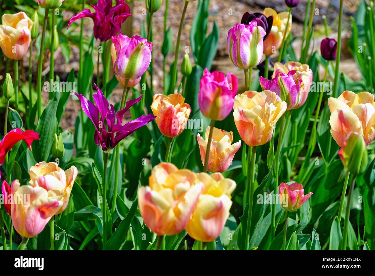 Primo piano di un letto da giardino misto di tulipani fioriti Foto Stock