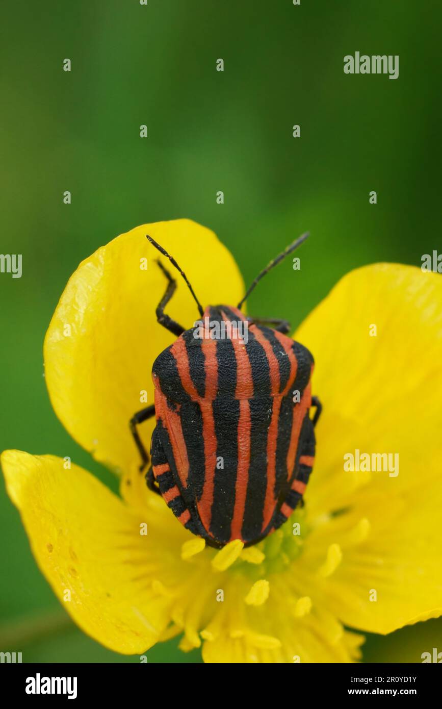 Primo piano verticale naturale sullo schermo a righe rosse e nere, Grafosoma italicum in un fiore giallo di una coppa Foto Stock