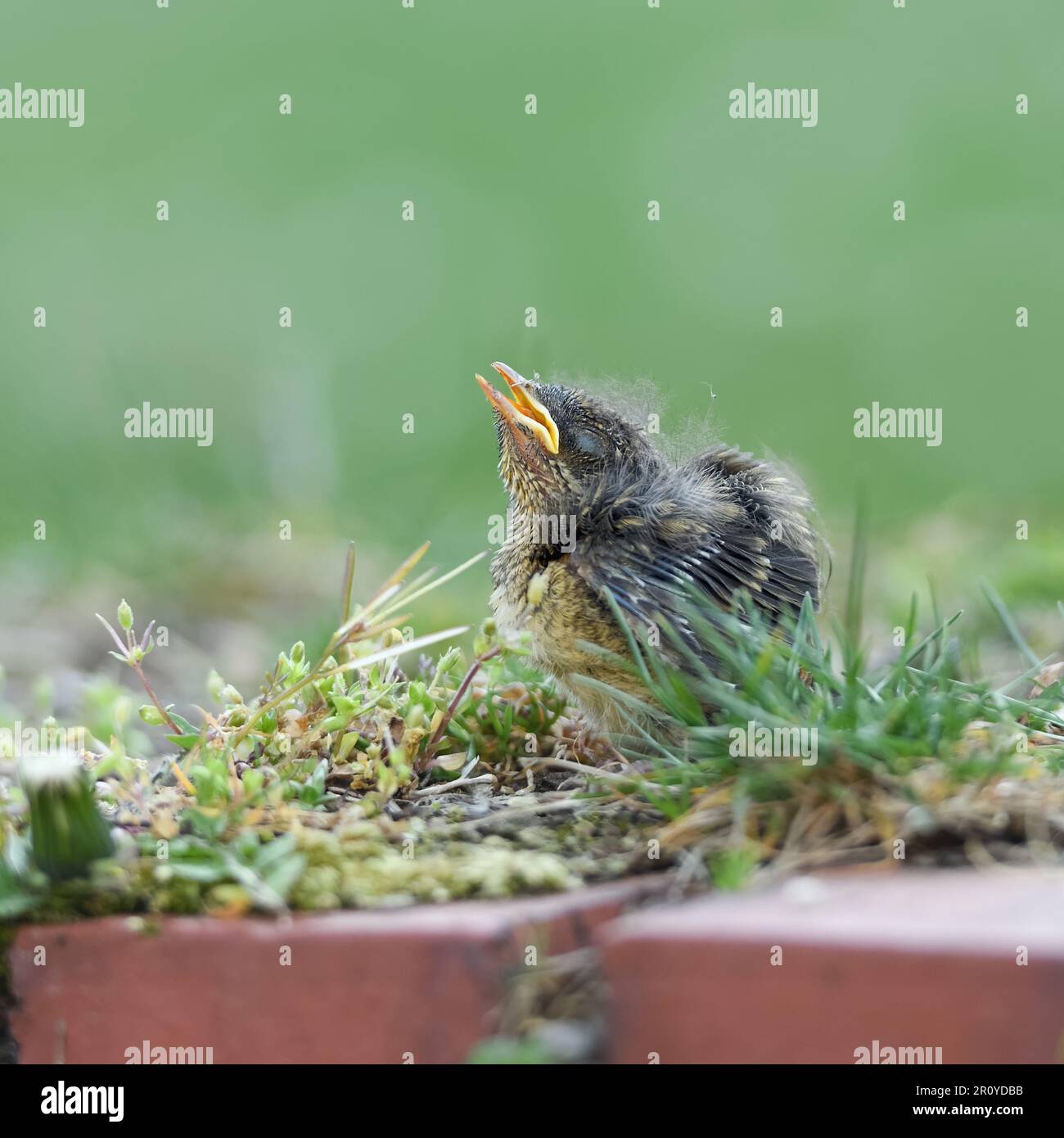 straziante... Pulcino di Robin ( Erithacus rubecula ), pulcino non ancora in fuga che chiede cibo Foto Stock