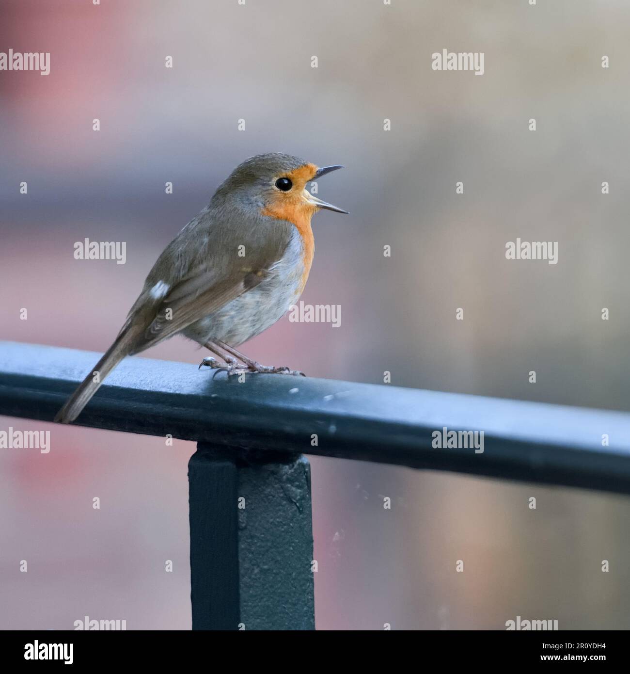 Cantare sul balcone. Robin ( Erithacus rubecula ) cantando ad alta voce Foto Stock