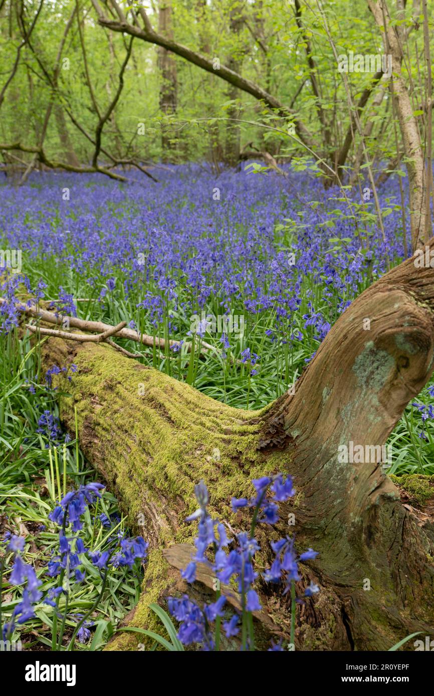 Englands fiore primaverile più famoso il Bluebell tappeti il terreno boschivo nel mese di aprile e maggio Foto Stock
