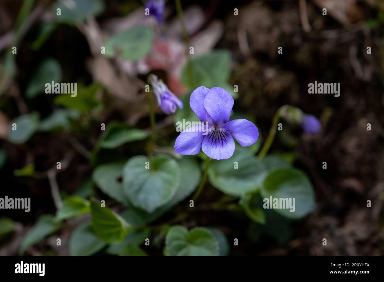 Comune viola cane (Viola riviniana) viola fiore selvatico fioritura Foto Stock