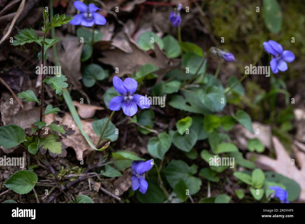 Comune viola cane (Viola riviniana) viola fiore selvatico fioritura Foto Stock
