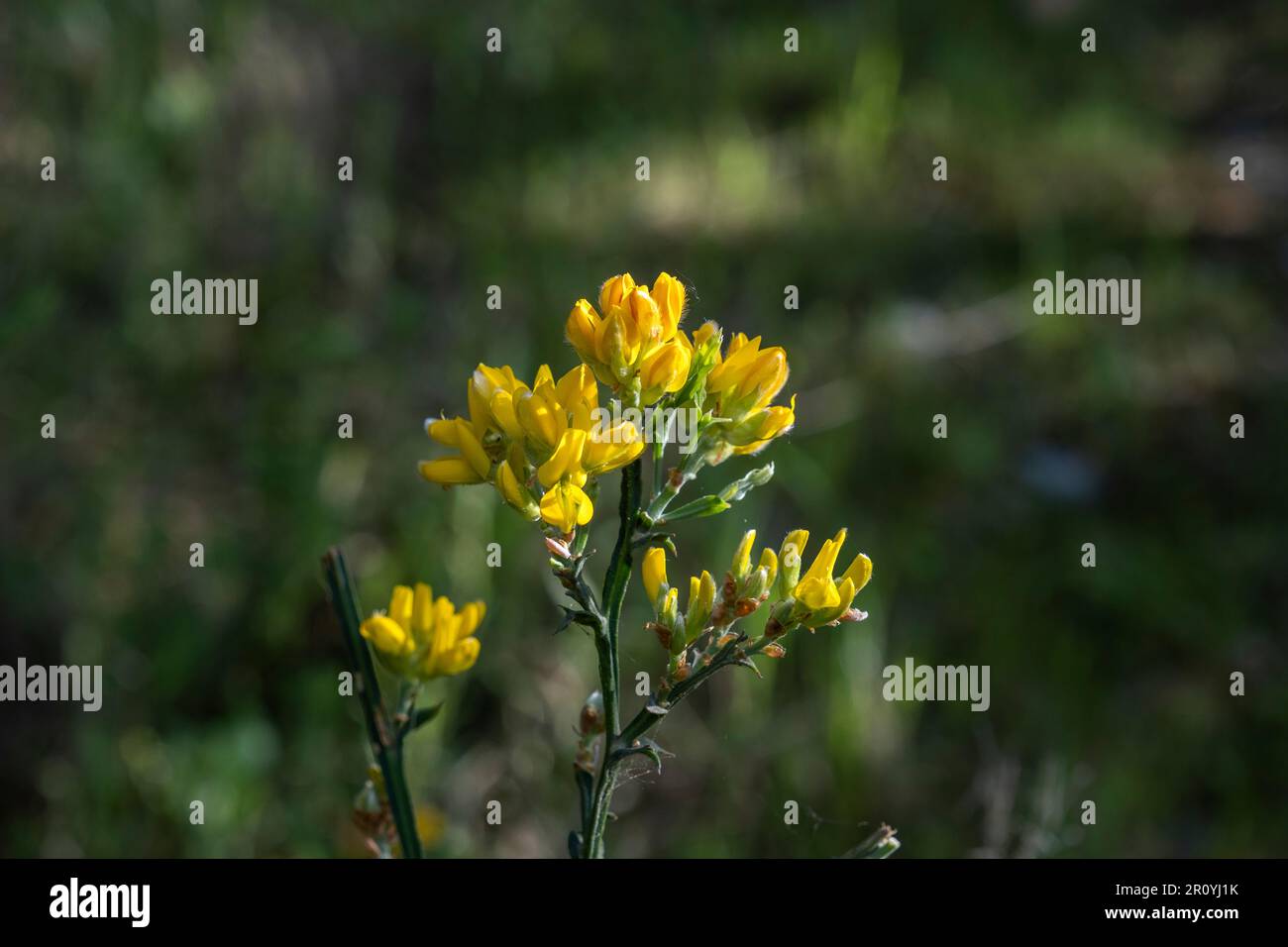 Gola spagnola o Carqueixa (Genista tridentata) fiori gialli simili a piselli Foto Stock