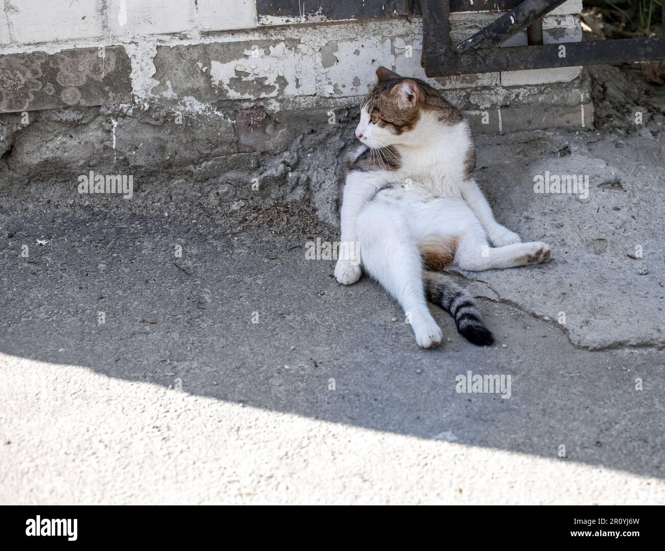 Gatto marrone bianco seduto divertente appoggiarsi contro il muro in ombra sulla strada su asfalto grigio e guardando preoccupato in lontananza. Immagine degli animali urbani. Ho Foto Stock