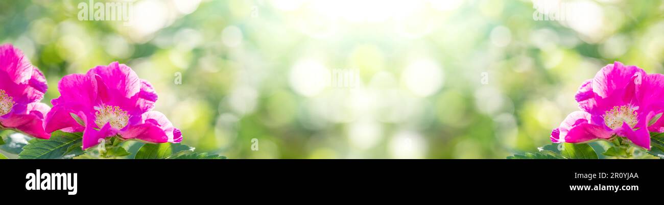 Ampio banner di primavera fiorito con fiori rosa rosa rosa rosa rosa, verde sfocato, luce solare e spazio copia per il testo al centro. Primavera o estate floreale Foto Stock