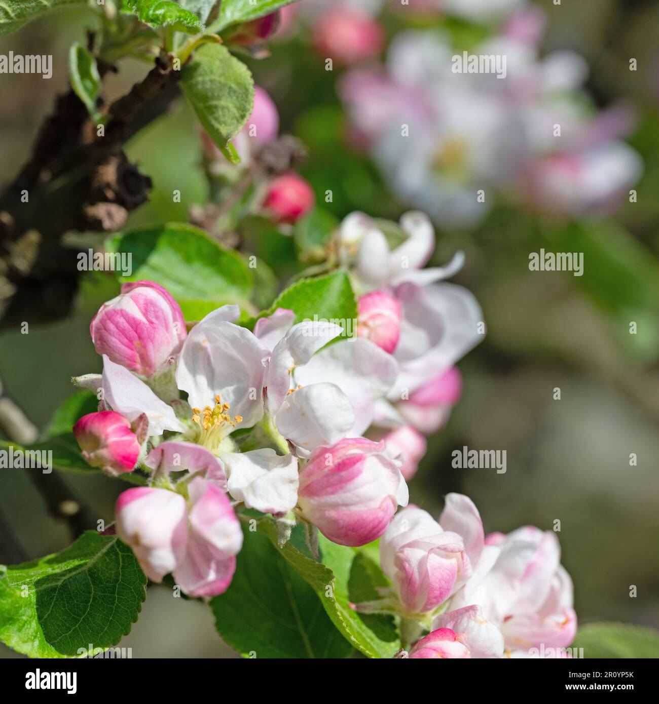 Albero di mela in fiore, malus, in primavera in un primo piano Foto Stock