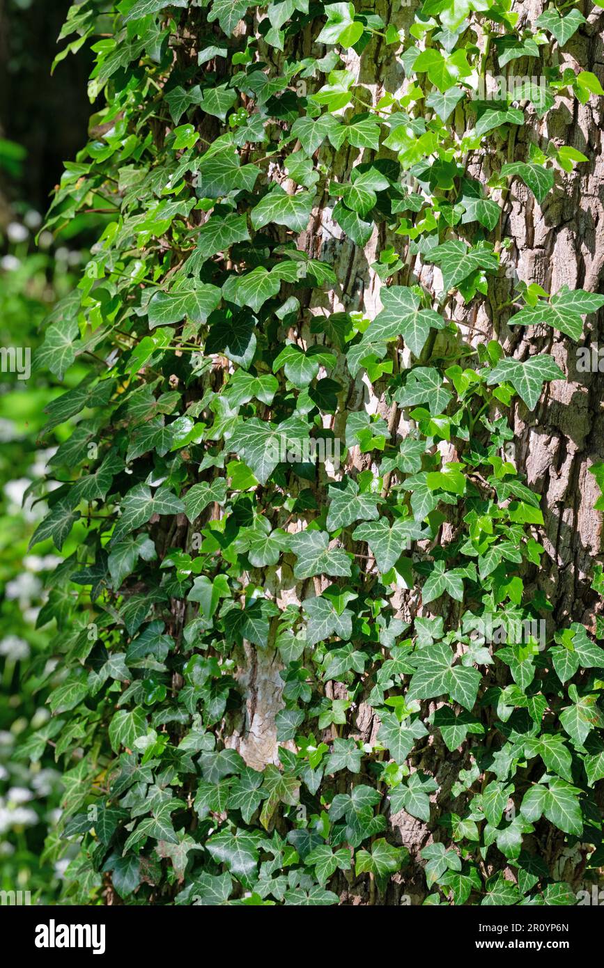 Ivy arrampicata su un tronco d'albero Foto Stock