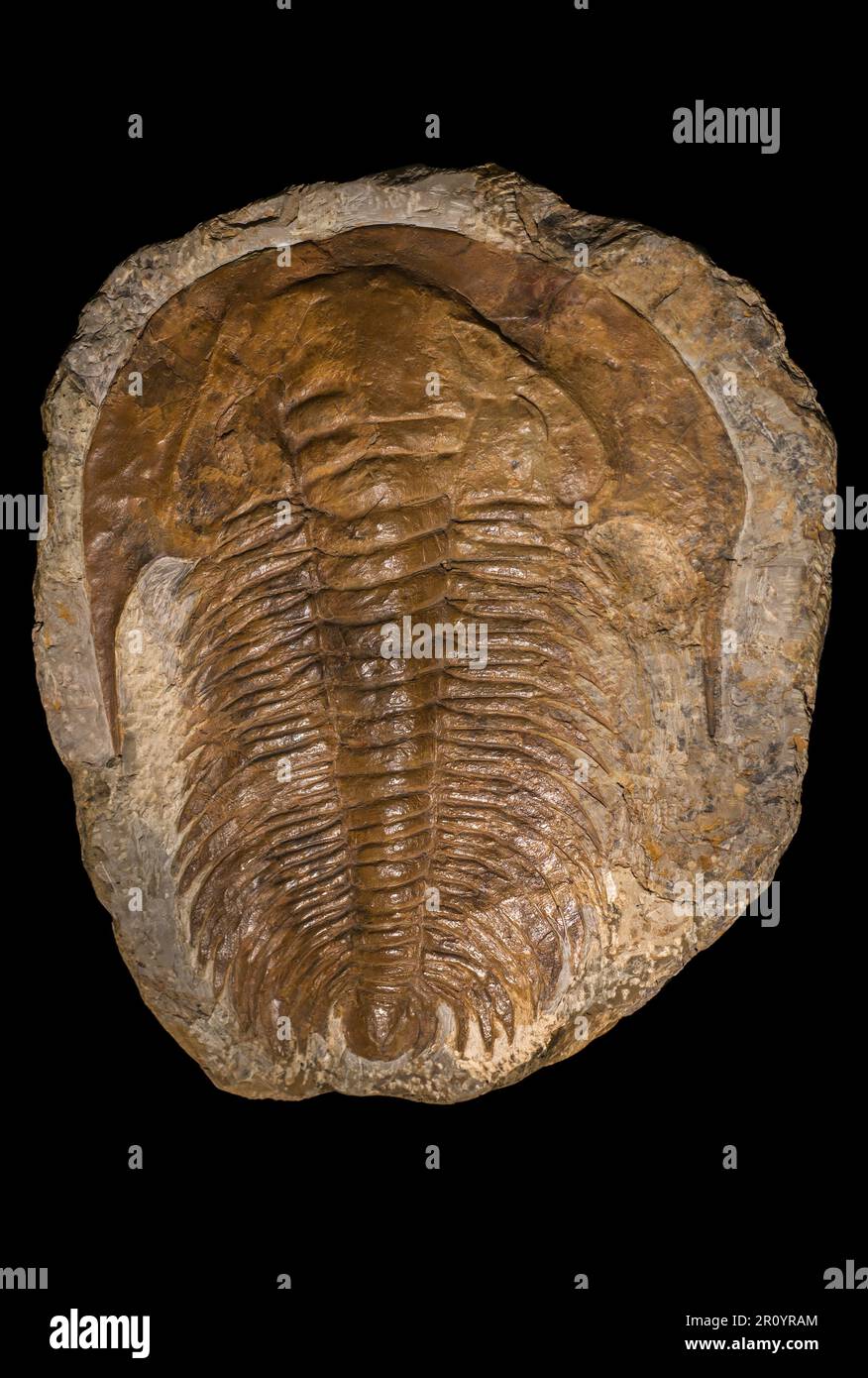 Acadoparadoxides briareus fossile, genere estinto di trilobite redlichiide appartenente alla famiglia Paradoxidae, Cambrian medio Foto Stock