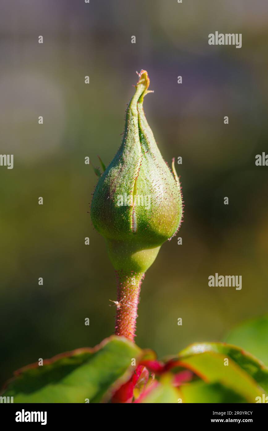 Macro fotografia di una rosa Foto Stock
