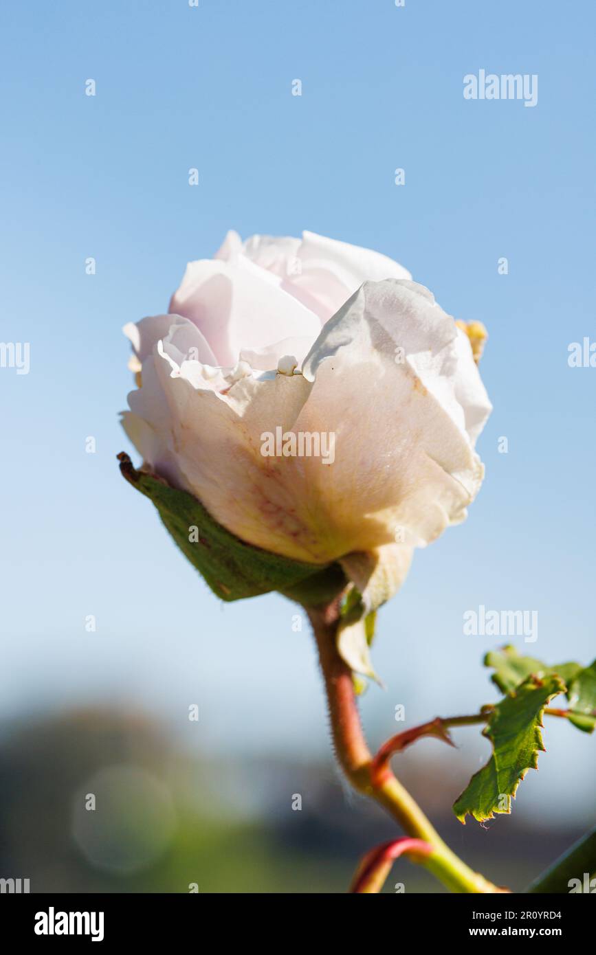 Macro fotografia di una rosa Foto Stock
