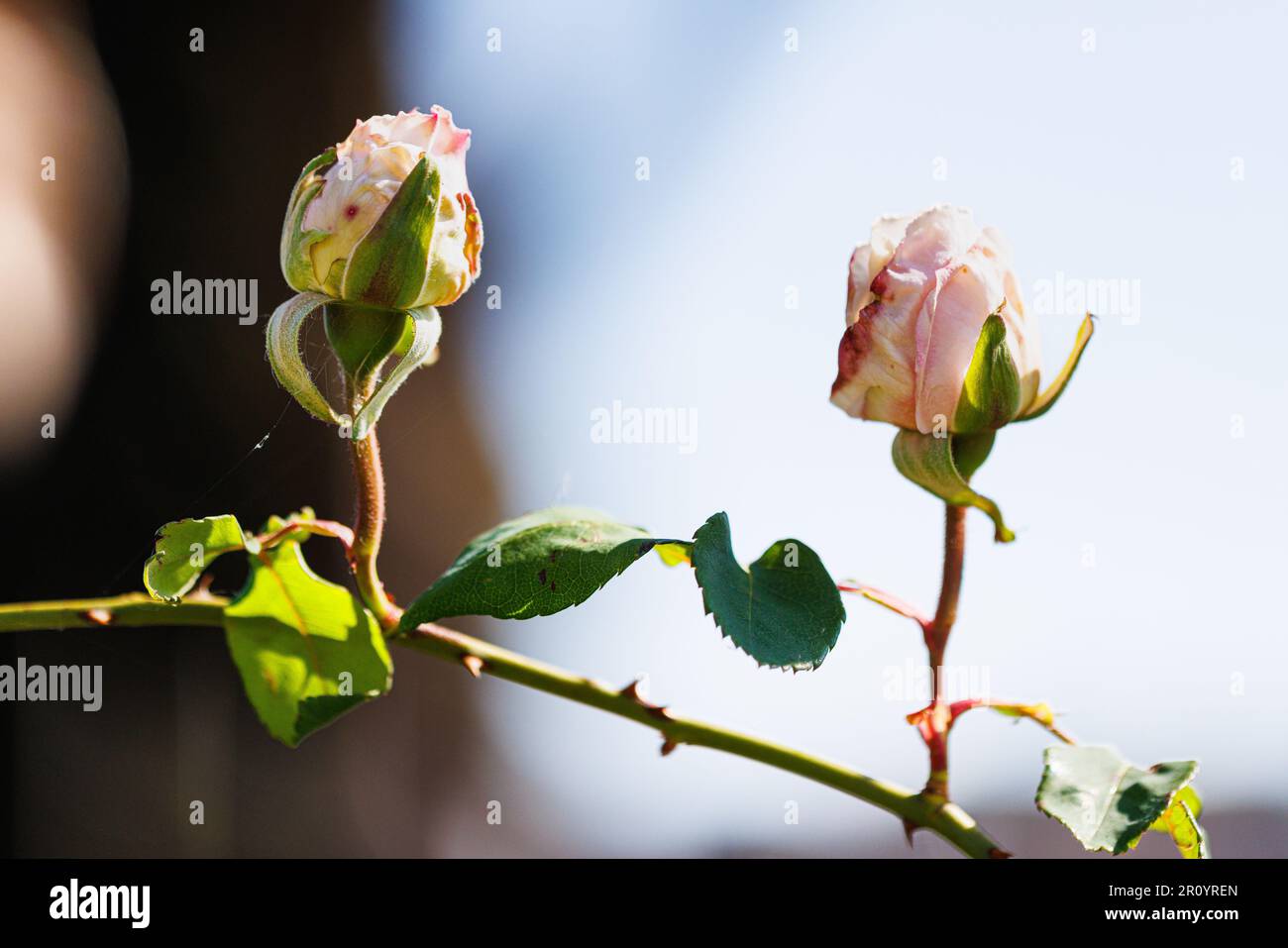 Macro fotografia di una rosa Foto Stock