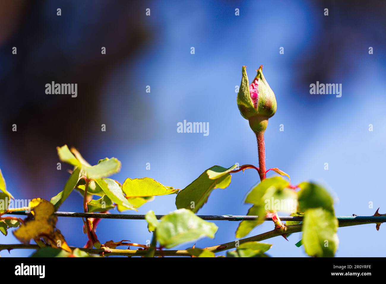 Macro fotografia di una rosa Foto Stock