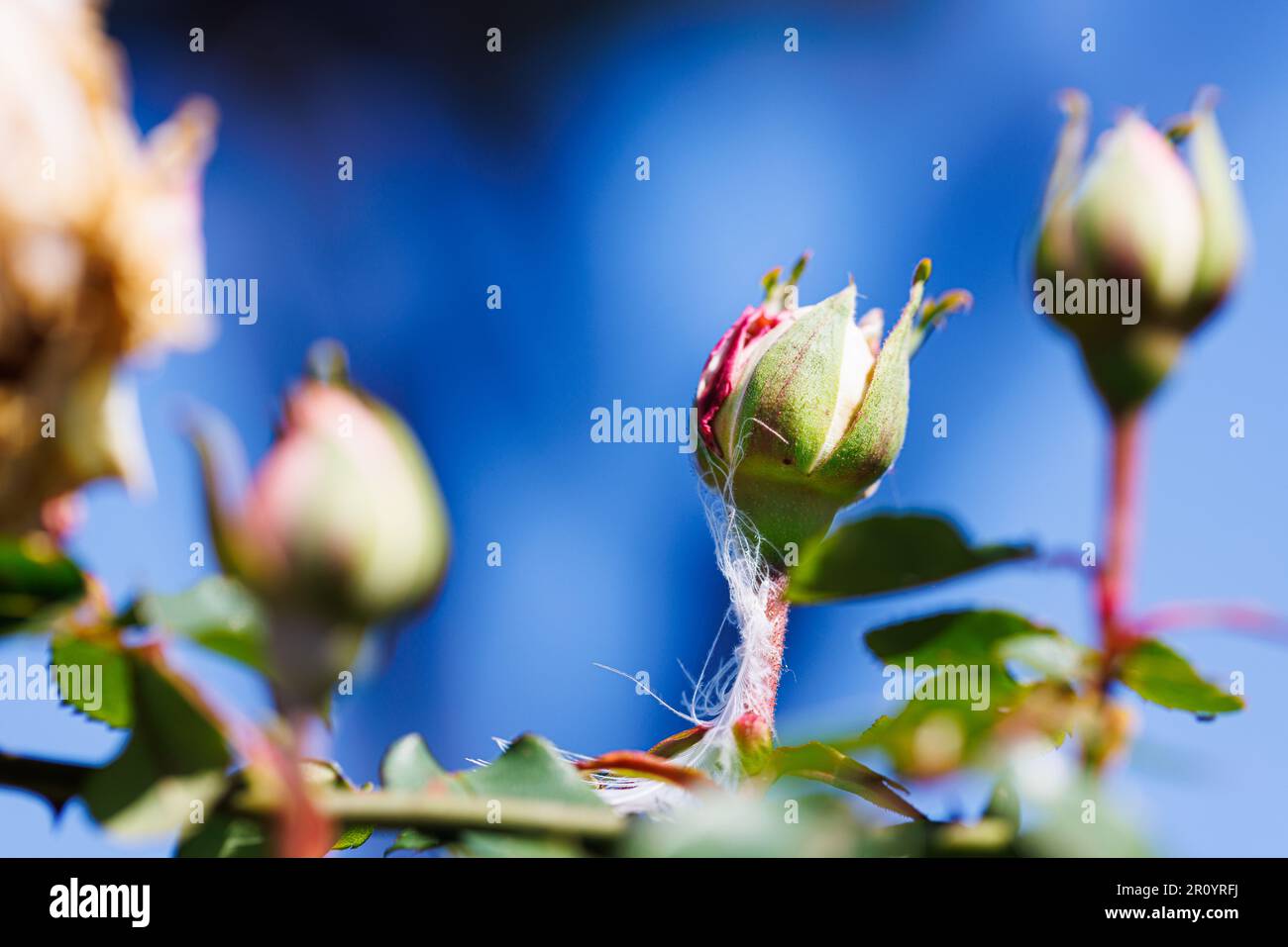 Macro fotografia di una rosa Foto Stock