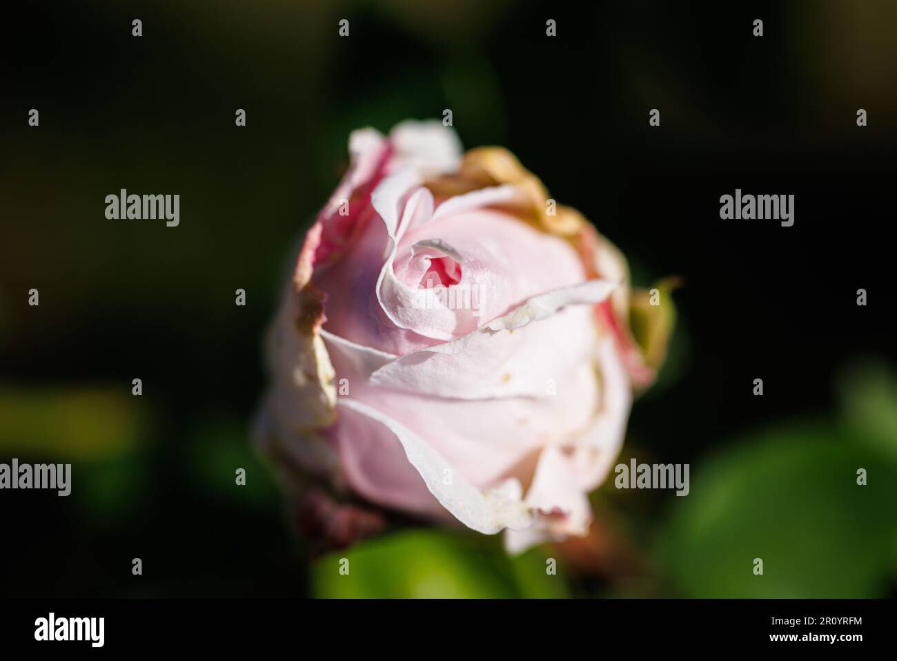 Macro fotografia di una rosa Foto Stock