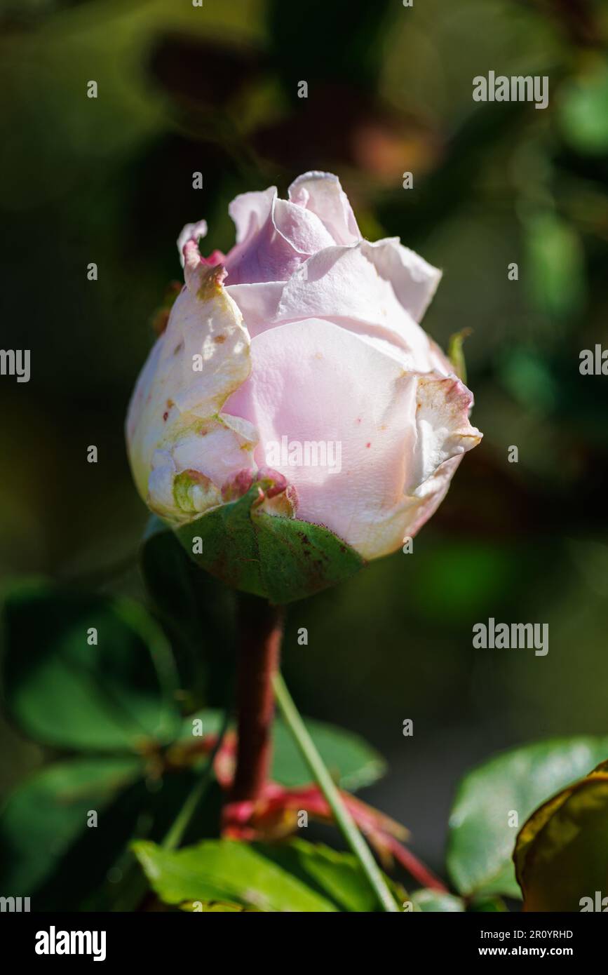 Macro fotografia di una rosa Foto Stock
