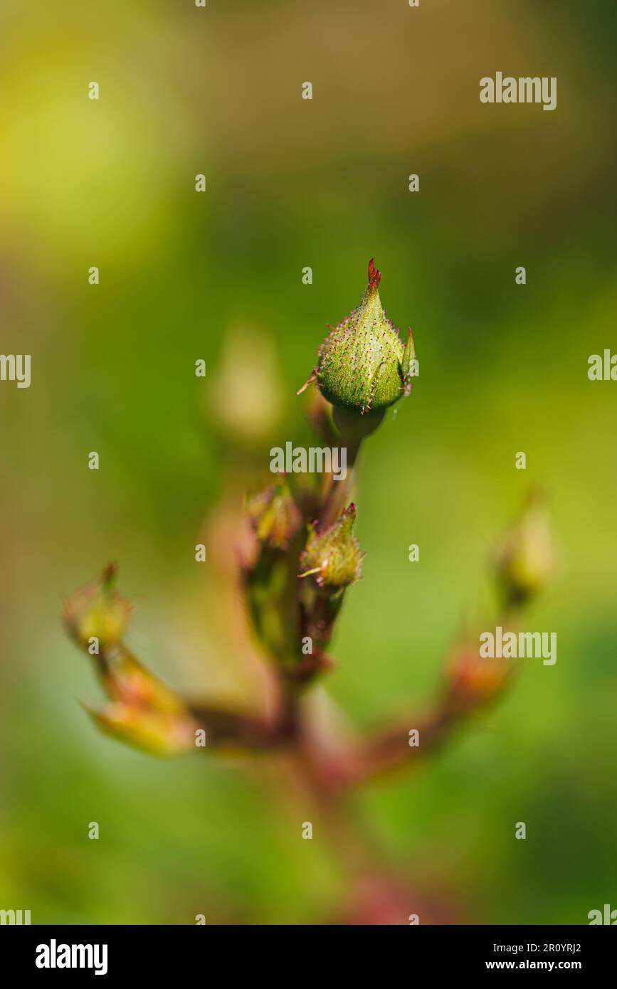 Macro fotografia di una rosa Foto Stock