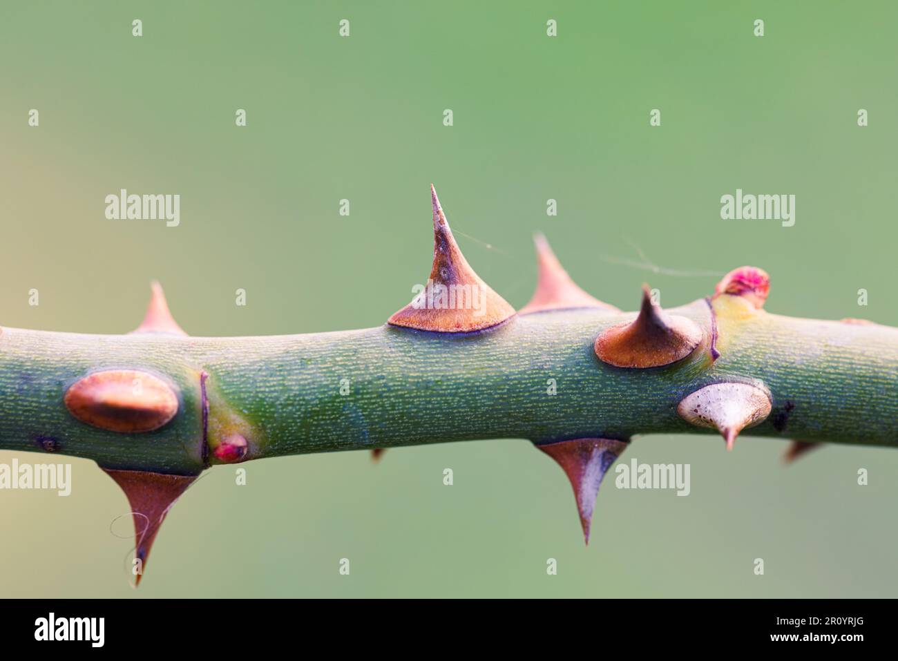 Macro fotografia di una rosa Foto Stock